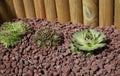 Natural pozzolan mulching of a bed planted with different varieties of Sempervivum Royalty Free Stock Photo