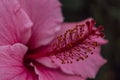 Close up of a natural purple Hawaiian hibiscus flower Royalty Free Stock Photo