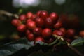 Close-up natural red coffee beans fruit on the tree Royalty Free Stock Photo