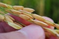 Close up ,Natural rice grain on finger . Royalty Free Stock Photo
