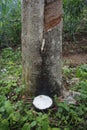 Close up Natural rubber latex trapped from rubber tree, Latex of rubber flows into a bowl Royalty Free Stock Photo