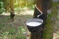 Natural rubber latex trapped from rubber tree, Royalty Free Stock Photo