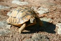 Sunlit Mediterranean land tortoise, Khalkidiki, Greece, July, 2008 Royalty Free Stock Photo