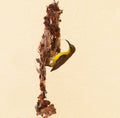 close up natural scene of wild female olive backd Sunbird builting bird nest hanging against yellow wall