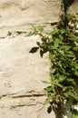 Close up of natural stone wall. Texture for background