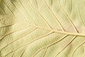 Close up natural teak leaf background texture
