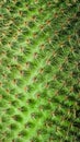 Close up natural texture background of cactus thorns Royalty Free Stock Photo