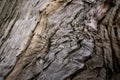 Close-up natural texture of old falling apart rotten wood. Selective focus. Royalty Free Stock Photo