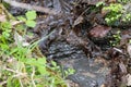 Close up Natural Water spring coming out of a hill side in Nebraska