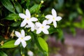 Natural white sampaguita jasmine blooming with bud inflorescence and green leaves in garden background Royalty Free Stock Photo