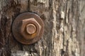 Close-up natural wood rough surface texture, wooden texture background. Royalty Free Stock Photo