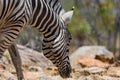 Close-up zebra head foraging in savanna habitat