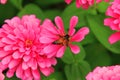 Close up nature and bee on pink blossom,beautiful flower for valentine festive