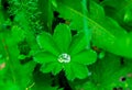 Close-up of nature - a big drop of dew Royalty Free Stock Photo