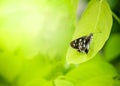 Close up Nature of butterfly of green leaf on blurred greenery background in garden Royalty Free Stock Photo