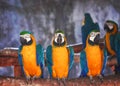 Nature colorful three blue and yellow macaw standing on the timber Royalty Free Stock Photo