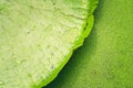 Close up nature details of Giant Amazon water lily Victoria amazonica Royalty Free Stock Photo