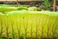 Close up nature details of Giant Amazon water lily Victoria amazonica Royalty Free Stock Photo