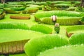 Close up nature details of Giant Amazon water lily Victoria amazonica Royalty Free Stock Photo