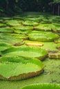 Close up nature details of Giant Amazon water lily Victoria amazonica Royalty Free Stock Photo