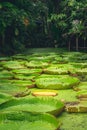 Close up nature details of Giant Amazon water lily Victoria amazonica Royalty Free Stock Photo