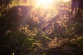 Close up nature grass / blades of grass. Summer macro scene on the field in sun rays