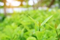 Close-up nature leaves in field for use in web design or wallpaper. Soft Focus