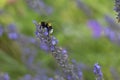 Summer, bumblebee on lavender flower. Royalty Free Stock Photo