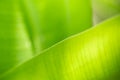Close up of nature view green banana leaf on blurred greenery background under sunlight with bokeh and copy space using as Royalty Free Stock Photo
