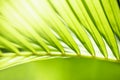 Close up of nature view green coconut / palm leaf on blurred greenery background under sunlight with bokeh and copy space using as Royalty Free Stock Photo