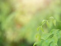 Close up nature view of green leaf on blurred greenery background in garden with copy space using as background natural green Royalty Free Stock Photo