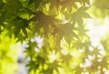 Close up of nature view green leaves on blurred greenery background with sunny bokeh light and copy space. Natural plants Royalty Free Stock Photo