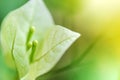 Close-up:Nature view of white flowersBougainvillea on blur background in garden with copy space using as background natural Royalty Free Stock Photo