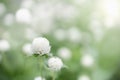 Close up of nature view white Globe amaranth flower on blurred greenery background under sunlight with bokeh and copy space using Royalty Free Stock Photo