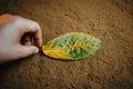 Close-Up of Nature& x27;s Harmony Hands and Leaves Intertwined in Soil Royalty Free Stock Photo