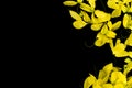 Close up nature Yellow flower black background taxture and wallpeper