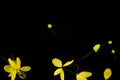 Close up nature Yellow flower black background taxture and wallpeper