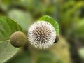 Close-up of Nauclea orientalis Flowers