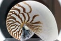 Close up of Nautilus fossil