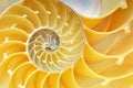 Close-up of a Nautilus Shell Royalty Free Stock Photo