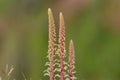 Navelwort (umbilicus rupestris) flowers