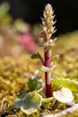 Navelwort (umbilicus rupestris