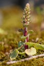 Navelwort (umbilicus rupestris