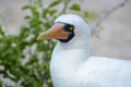 Close Up Nazca Booby on Genovesa Island, Galapagos Islands, Ecuador, South America