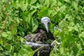 Close-up of a nazca booby juvenile, Sula granti, hidden in a green bush in it\'s natural habitat.