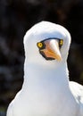 Close up of a Nazca booby Sula granti Genovesa Island, Galapagos Islands, Ecuador