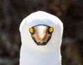 Close up of a Nazca booby Sula granti Genovesa Island, Galapagos Islands, Ecuador