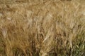 Close up of nearly ripe golden wheat field with some green spikelet during sunny day. Royalty Free Stock Photo