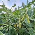 Close-up of Nebraska soybean plant with pods. Royalty Free Stock Photo