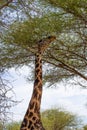 Close up of the neck and head of a black giraffe eating from an acacia in the savanna of Tarangire National Park, in Tanzania Royalty Free Stock Photo